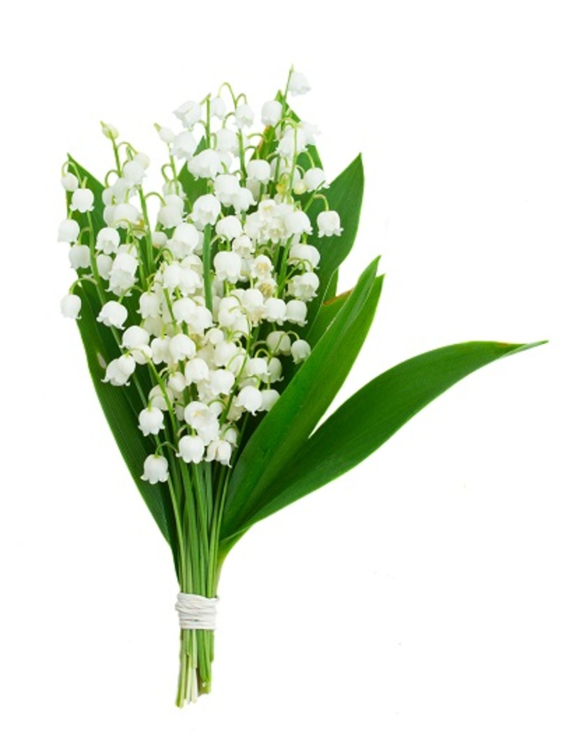 flowers  / No flowers 